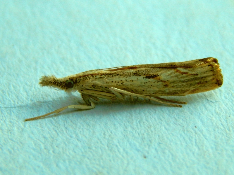 Agriphila tolli? No, Agriphila geniculea